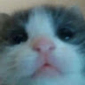 Meet your Posher, Mewkychu